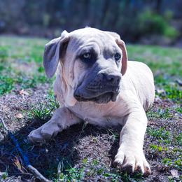 Cane Corso Puppies from Catawba Cane Corso
