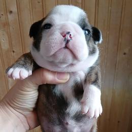 Bruno - Red brindle and white male Bulldog puppy in Cannon Falls, Minnesota from Pattys Boxers and Bulldogs