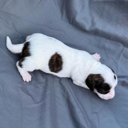 Piebald girl (right) - Piebald female Dachshund puppy in Bakersfield, California from Open Hourglass LLC