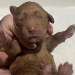Rookie - Red  male Goldendoodle puppy in Twin Falls, Idaho from Magic Valley Family Doodles