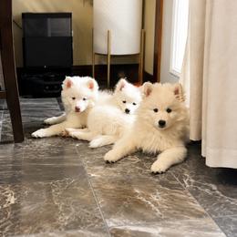 Pomsky Puppies from Blue Heaven Pomsky