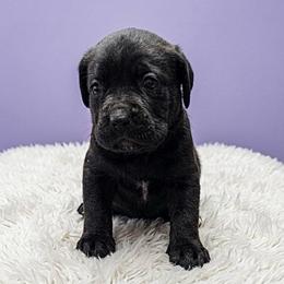 Black Girl 3 - Black female Cane Corso puppy in Haslet, Texas from Trained To Go Corso Kennels (T.T.G. Corso Kennels)