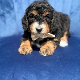 Dickon - Boy 3 - Phantom male Bernedoodle puppy in Bellville, Ohio from Bernedoodle Buddies