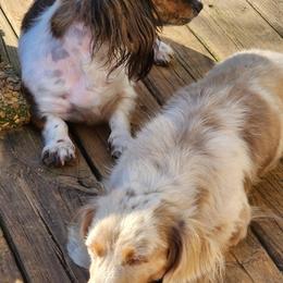 Dachshunds from Stacey's Pups