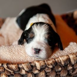 Girl 2 - Black white and tan female English Springer Spaniel puppy in Mooresville, North Carolina from Third Creek Springers