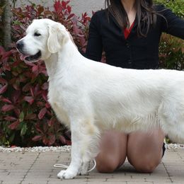 River - Golden Retriever