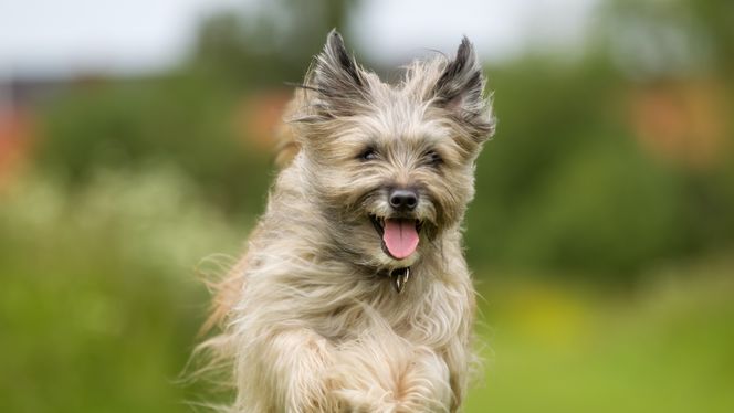 Pyrenean Shepherd