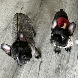French Bulldogs from FIRMEFRENCHIEZ_909