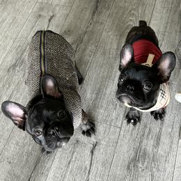 French Bulldogs from FIRMEFRENCHIEZ_909