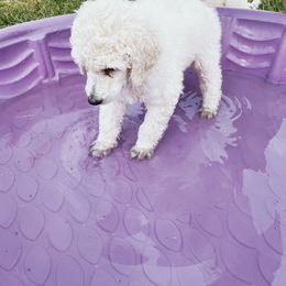Poodle Puppies from Elysee Standard Poodles