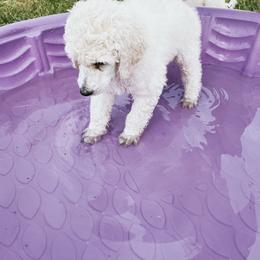 Poodle Puppies from Elysee Standard Poodles