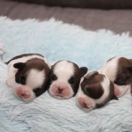 Boy 1 - Gold and white male Shih Tzu puppy in West Palm Beach, Florida from Must Be Love