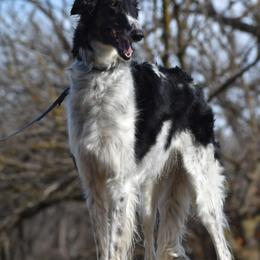 PaePae - Black and brindle female Borzoi puppy in Wichita, Kansas from Kaos Kennel