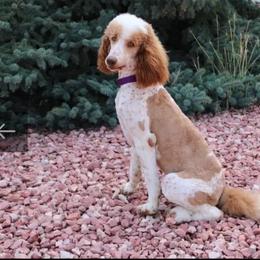 Poodle puppies from Peyton Poodles