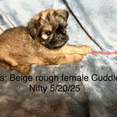 Bows - Belge female Brussels Griffon puppy in Dawson Springs, Kentucky from Precious Paws and Galafrey