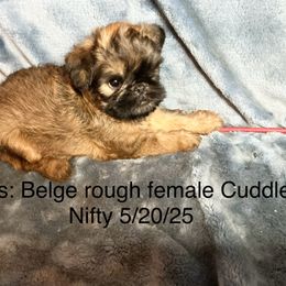 Bows - Belge female Brussels Griffon puppy in Dawson Springs, Kentucky from Precious Paws and Galafrey
