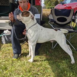 Recon - American Bulldog
