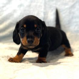 Olive - Black and tan female Dachshund puppy in Purdy, Missouri from Shotgun Pups