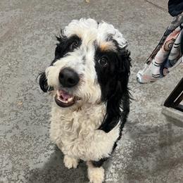 Tammy - Bernedoodle