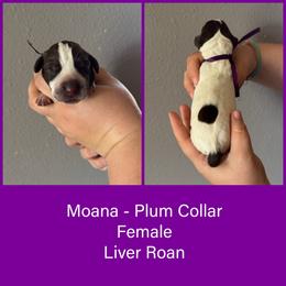 Moana - Liver roan female German Shorthaired Pointer puppy in Marshfield, Missouri from Pebblebrook German Shorthaired Pointers