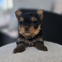 Girl 2 - Black and gold female Yorkshire Terrier puppy in Nitro, West Virginia from Nitro Elite Babydoll Yorkies