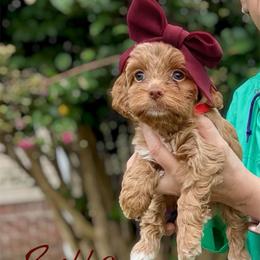 Bella - Buff female Cockapoo puppy in Mocksville, North Carolina from Little Bear Doodles