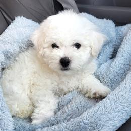 Boy 2 - White male Bichon Frise puppy in Spokane Valley, Washington from Anna's Bichon Frise