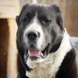 Tuma - Central Asian Shepherd Dog