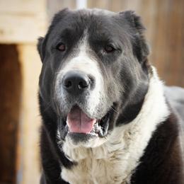 Tuma - Central Asian Shepherd Dog