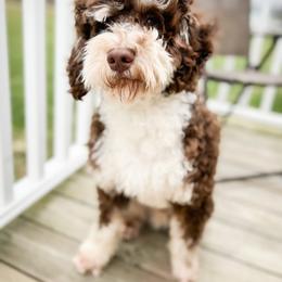 Wally - Bernedoodle