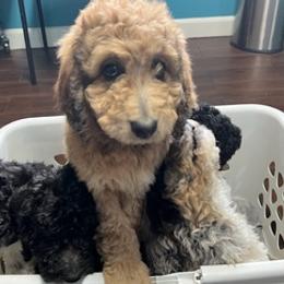 Labradoodles from Burke Family Kennels