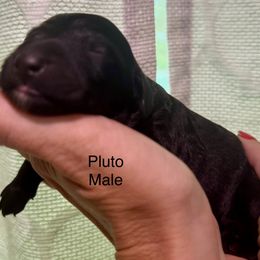 Pluto - Black male Labradoodle puppy in Kingston, Georgia from CC Familydoodles
