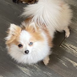 Silo - Pomeranian