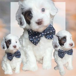 Moses - Parti male Goldendoodle puppy in Decatur, Texas from Scherrer Sweet Goldendoodles