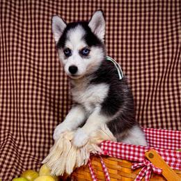 Larimar - Black and white female Pomsky puppy in Troy, Montana from Sun-Kissed Mountain Homestead