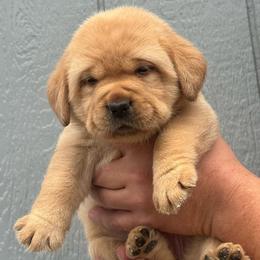 Briar - Yellow female Labrador Retriever puppy in Clinton, New York from Skyline Hill Labradors