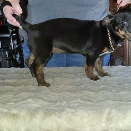 Ivy - Black and white female Teddy Roosevelt Terrier puppy in Camden, Michigan from Valley of the Blue Dogs