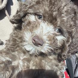 Oreo - Poodle