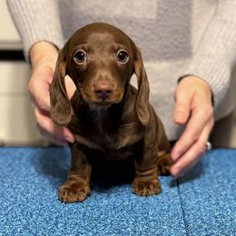 Boy 2 - male Dachshund puppy in Toledo, Ohio from Baldox Dachshunds