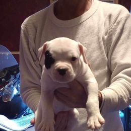 American Bulldog Puppies from Slayton's American Bulldogs
