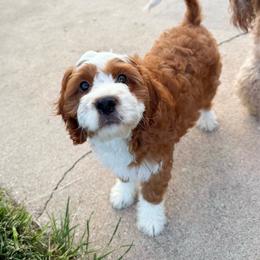 Ridge - Red male Cavapoo puppy in Wamego, Kansas from Doodles of Oz