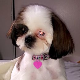 Dollie - Shih Tzu