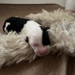 Old English Sheepdog and Sheepadoodle Puppies from Doodlefolk