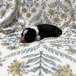 Rich - Black tri-color male Australian Shepherd puppy in Sedalia, Missouri from Affinity Aussies