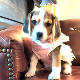 Bella (Dolly) - Black tan and white female Beagle puppy in Jerome, Missouri from Beam's Beagles