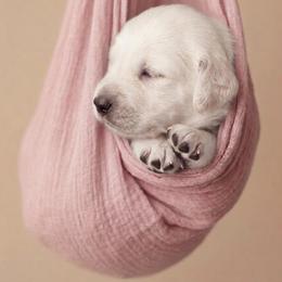 Dolly - Cream female Goldendoodle puppy in Clifton, Arizona from Denim & Doodles