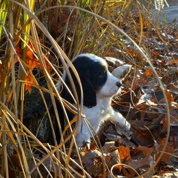 English Springer Spaniel Puppies from Music City Springers
