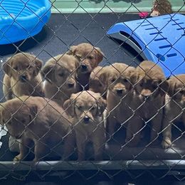 Golden Retriever Puppies from Mueller’s Furry Farm