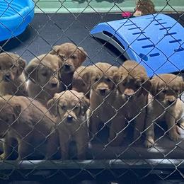 Golden Retriever Puppies from Mueller’s Furry Farm