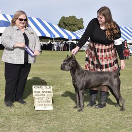 Campos Penelope - Cane Corso